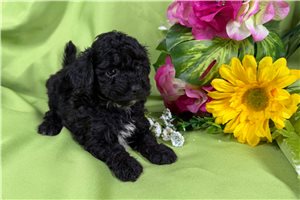 Beauty - puppy for sale