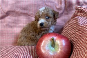 Doodle - puppy for sale