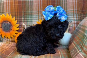 Beanie - puppy for sale