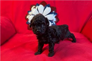 Emmaline - puppy for sale