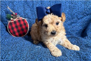 Magnolia - Poodle, Toy for sale