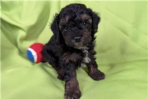 Barton - Toy Poodle for sale