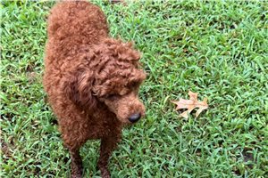 Herman - Poodle, Toy for sale