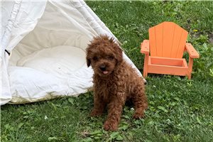 Herman - Poodle, Toy for sale
