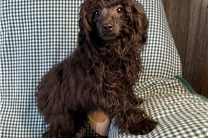 Prue - Poodle, Toy for sale