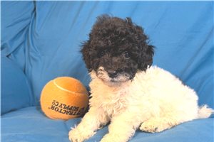 Alfredo - puppy for sale
