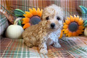 Baron - puppy for sale