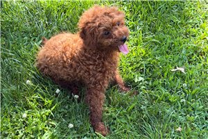 Herman - Poodle, Toy for sale