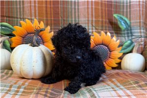 Barry - puppy for sale