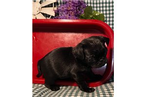 Butterfly - Pug for sale