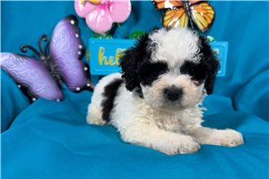 Madison - puppy for sale