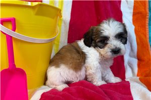 Kadee - puppy for sale