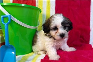 Kanaan - Shichon for sale