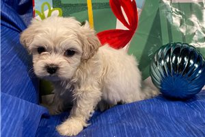 Ives - Shichon for sale