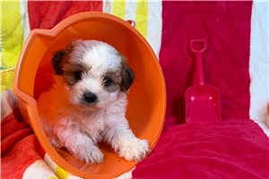 Karita - Shichon for sale