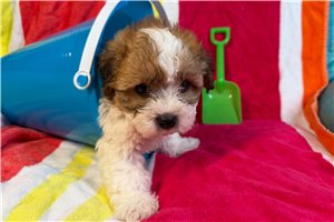 Kaleb - Shichon for sale