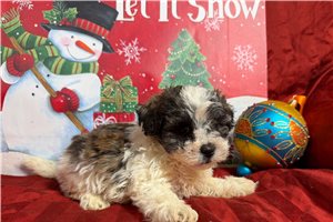 Miles - Shichon for sale