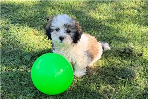 Kanaan - Shichon for sale