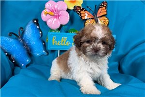 Mila - Shichon for sale