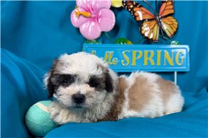 Michael - puppy for sale