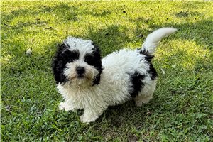 Donald - Shichon for sale