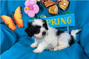 Maeve - puppy for sale