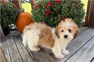 Kaleb - Shichon for sale