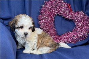 Connie - puppy for sale