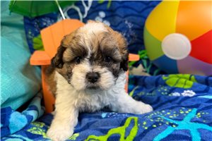 Davey - Shichon for sale