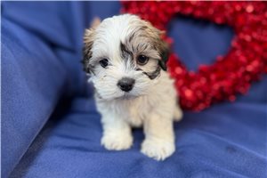 Cassie - puppy for sale
