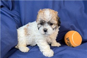 Colby - puppy for sale