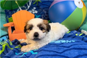 Dallas - Shichon for sale