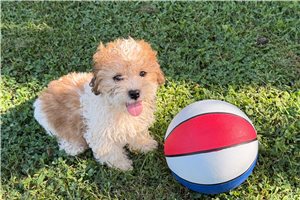 Kaleb - Shichon for sale