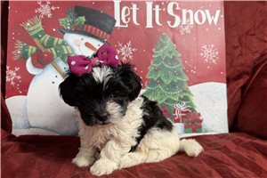 Millie - Shichon for sale