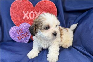 Celeste - puppy for sale