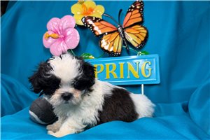 Matthew - puppy for sale