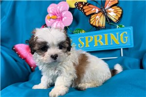 Maria - puppy for sale