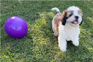 Kadee - Shichon for sale