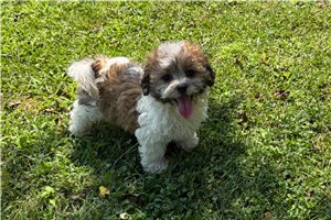 Davey - Shichon for sale