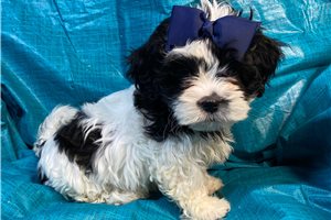 Debby - Shichon for sale