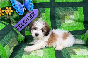 Carlton - Shichon for sale