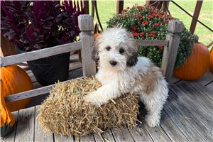 Kanaan - Shichon for sale