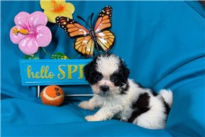 Mateo - Shichon for sale