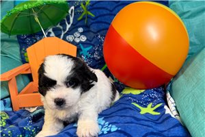 Donald - puppy for sale