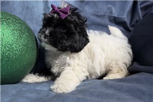 Mila - Shih-Poo - Shihpoo for sale
