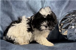 Mateo - Shih-Poo - Shihpoo for sale