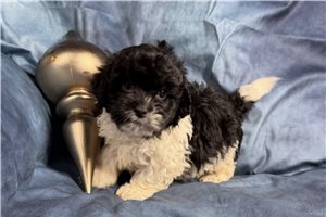 Michael - Shih-Poo - Shihpoo for sale