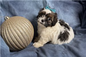 Maria - Shih-Poo - Shihpoo for sale