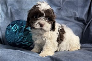 Matthew - Shih-Poo - Shihpoo for sale