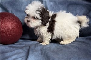 Madison - puppy for sale